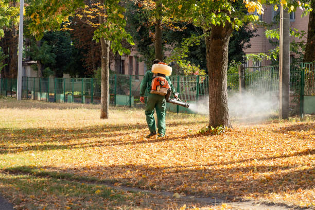 Best Pest Prevention Services  in Bell Nyon, CA